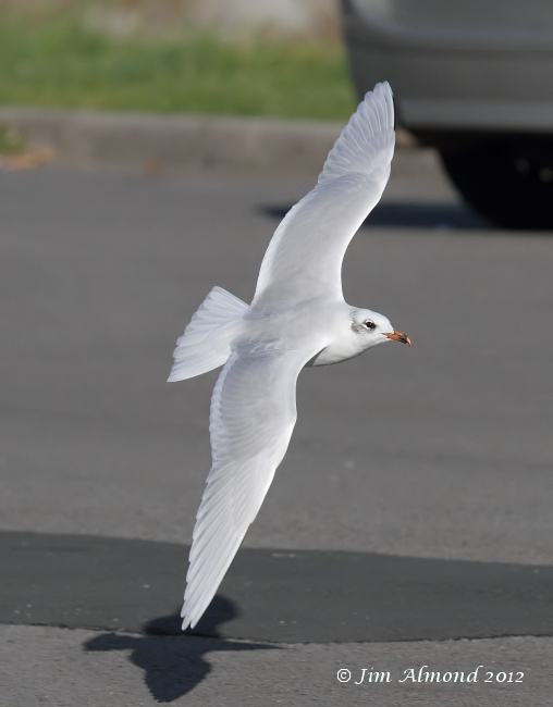 Mediterraneran Gull adult winter upperwing over car park  29 9 12 IMG_0147